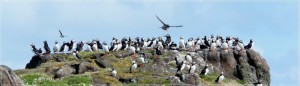 IsleofMayPuffins